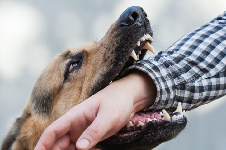 Dog biting a man's hand 