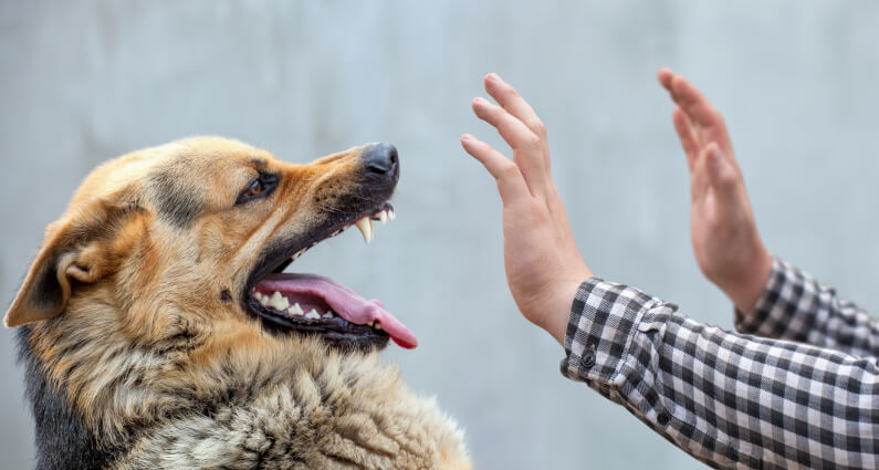 A dog with mouth open showing teeth with a man holding hands out to prevent dog bite