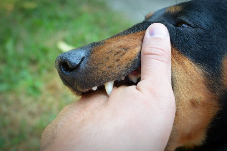 Dog biting a persons hand 