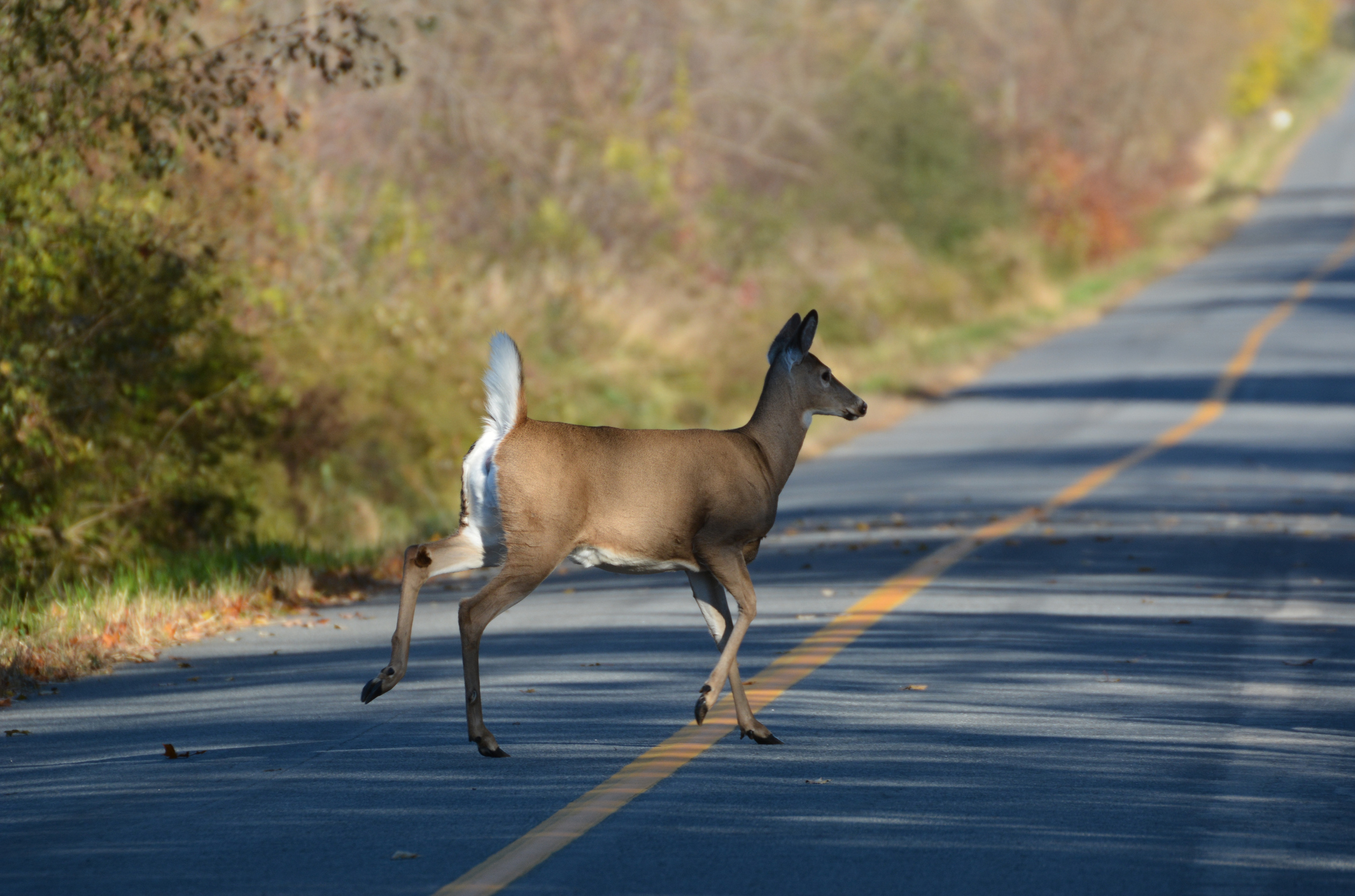 Deer crossing road Drake, Hileman & Davis, PC